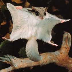 Flying Squirrel