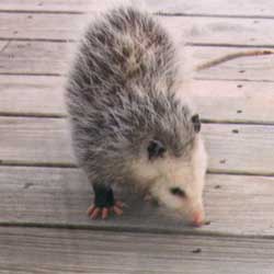 Three opossums are definitely a crowd.
