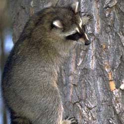 Racoon