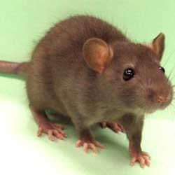 Rats