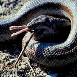 Where there are Rats, there are snakes!