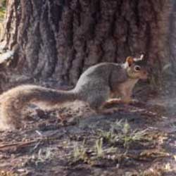 Grey Squirrel